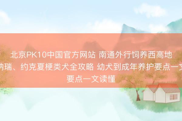 北京PK10中国官方网站 南通外行饲养西高地、雪纳瑞、约克夏梗类犬全攻略 幼犬到成年养护要点一文读懂