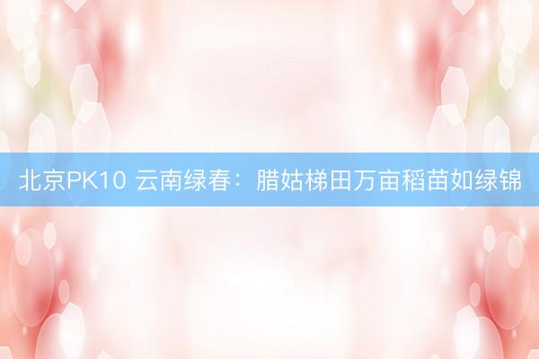 北京PK10 云南绿春：腊姑梯田万亩稻苗如绿锦